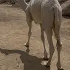 قعود للبيع
