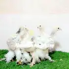 صوص كولمبي