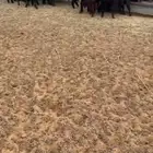 للبيع معزا عوارض مراح واحد ( تم البيع )