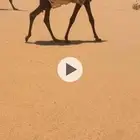 خلفه مجهم