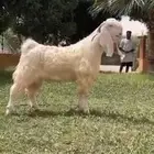 للبيع فحل مطور نادر