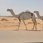 ضروبه ضريبه وضحا طيبه وعظمها طيب