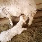رخل للبيع