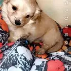 كلبه مالتيز