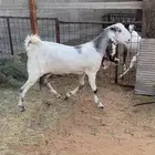 مشروكة تالي حليب