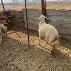 طليان ((تم البيع))