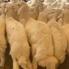 بهم حري شحم عدد65ورخال7العمر3شهورونص الى4شهور ونص موقع عفيف