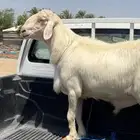 فحل اصفر ابرص