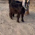 تيس عارضي خصم للبيع