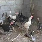 فروخ باكستاني للبيع