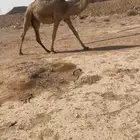 بكره حقه داخله لقيه للبيع
