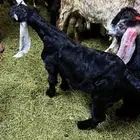 تيس عارضي لحم مقنا شرط سكر عمر 3-4 شهور