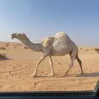 للبيع ضروبه كفو