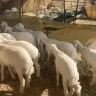 بهم تربيه طيب