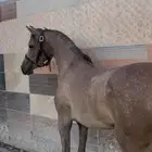 مهره شعبيه