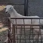 خروف كفو ذبيحه ولا مقنى مشروط من كل شي