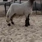 جذع صنف فاخر ومعرف