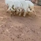 طليان كناور فاخره