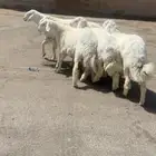 ضحايا