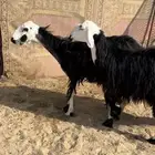 شاتين دفيع ان شاء الله