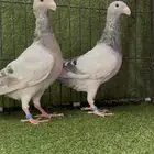 زوج بيوتي هومر