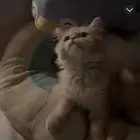 للبيع قطه شيرازي مون فيس عمر 3 اشهر
