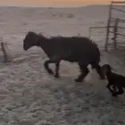 للبيع رغوث عربيه