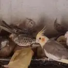 25 جوز كروان تقريبا  للبيع