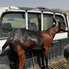 تيس للبيع المجاردة