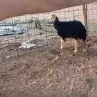 غنم ثلاث معهن ثنين ورخل نجديه