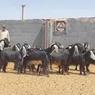 معزا عوارض صنف
