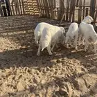 بهم طليان تم البيع