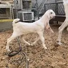 عنز خصم معها جفره مزيونه جدا