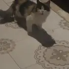 قطه ضايعه بالسحيم