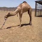 ركبي البيع كفو