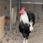 ديك شوكي