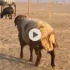 خروف تميمه فاخر