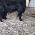 تيس فحل عارضي