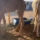 قعدان فوااخر مفاريد وعلى حليب