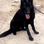 بلاك جيرمن شيبرد