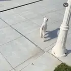 ماعز قزمي