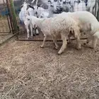 طليان حري