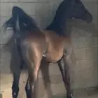 مهره شعبيه شيخه بنت جراح الثالث