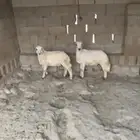 خرفان سمان أنتاج المراح