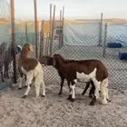 سواكن لللبيع جبره