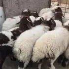 ذبايح نعيم