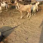 معزا هولندي خصم