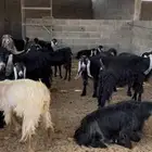معزا للبيع عددهم   الموقع الاسياح
