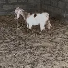 جفره
