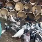 حمام عادي